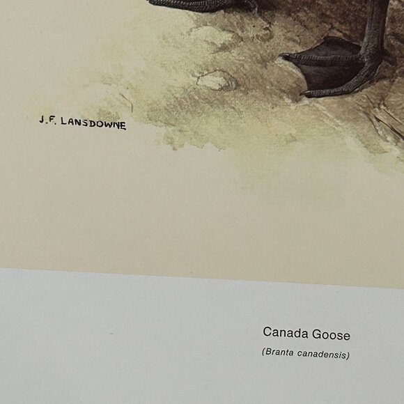 Vintage 1968 & 1969  Calendar Prints J.F. Lansdowne Birds - Picture 3 of 9